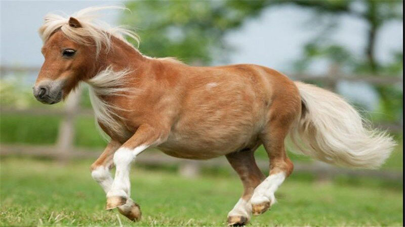 نشست مشترک مدیران بخش دولتی و خصوصی برای ارتقای جایگاه اسب کاسپین