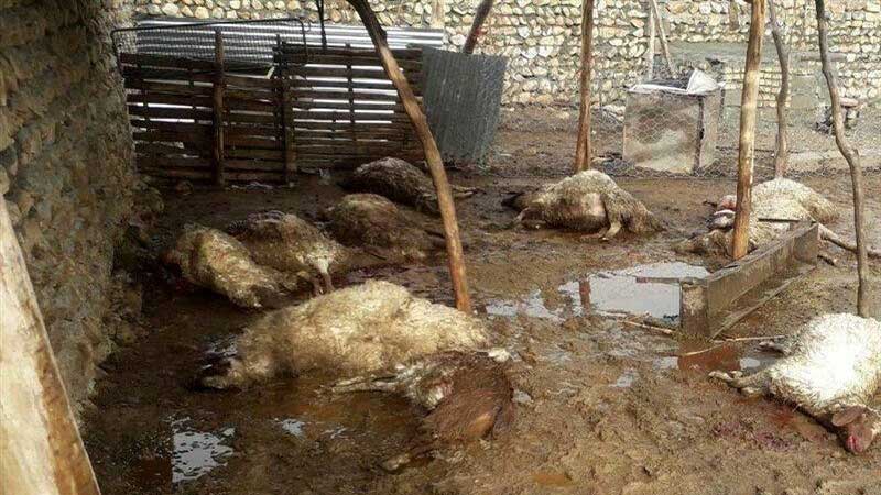 جزئیات تلفات ۱۸۰ رأس گوسفند دامدار لوشانی تشریح شد 
