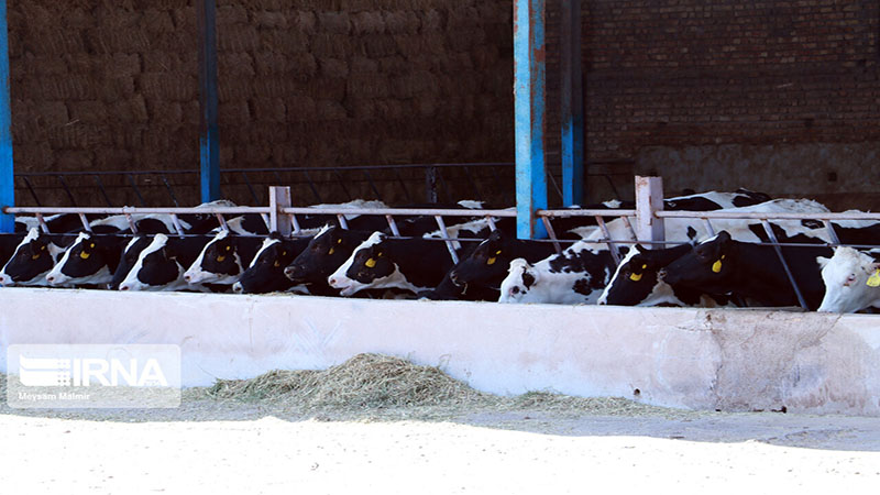 مجوز صادرات ۵۰ تن شیرخشک دامی به سوریه صادر شد