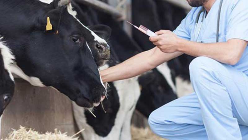 آغاز طرح ملی پایش میزان باقی مانده ها در فرآورده های خام دامی و پاسخ به نگرانیهای بهداشتی عموم مردم