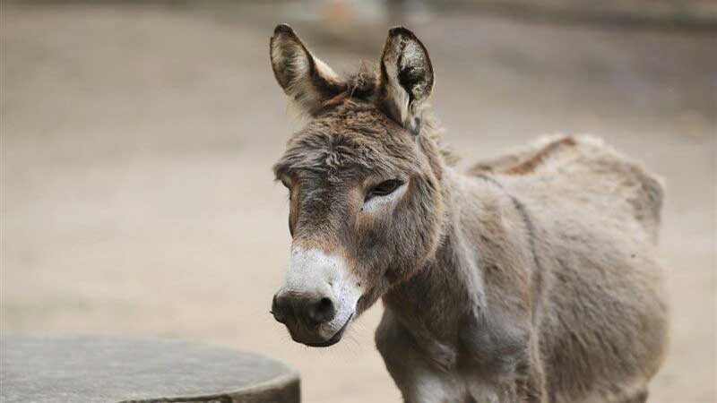 معدوم سازی یک راس الاغ در شهرستان رومشکان به علت مشمشه