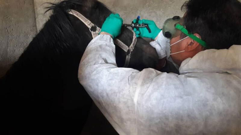 یک مورد ابتلا به بیماری مشمشه در شازند مشاهده شد