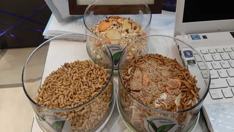 میل‌ورم؛ منبع پروتئینی جدید برای خوراک دام به همت دانش‌بنیان‌های ایرانی