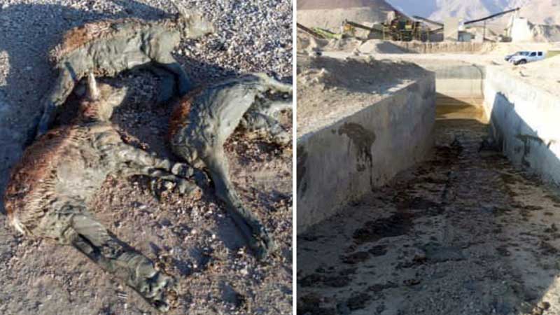 مقصران مرگ گل‌آلود میش‌ها به مراجع قضایی معرفی شدند 