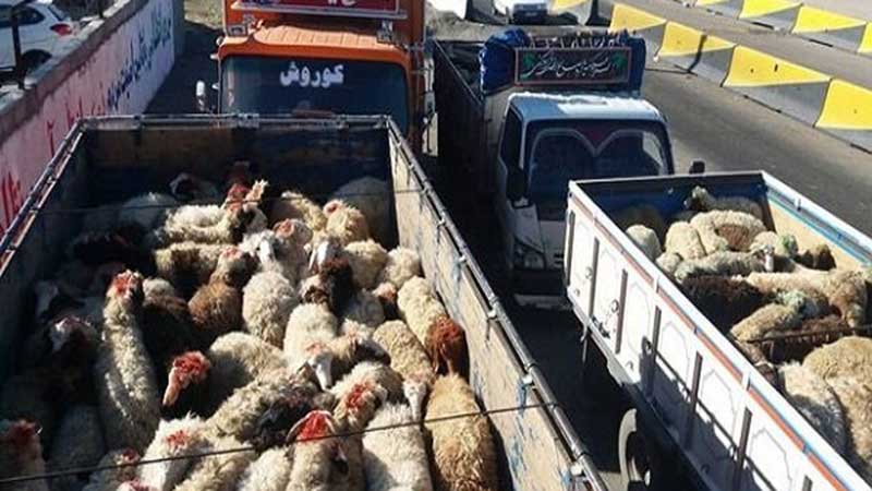 مدیرکل دامپزشکی سیستان و بلوچستان: هیچگونه منعی برای واردات دام از مرزهای سیستان و بلوچستان وجود ندارد