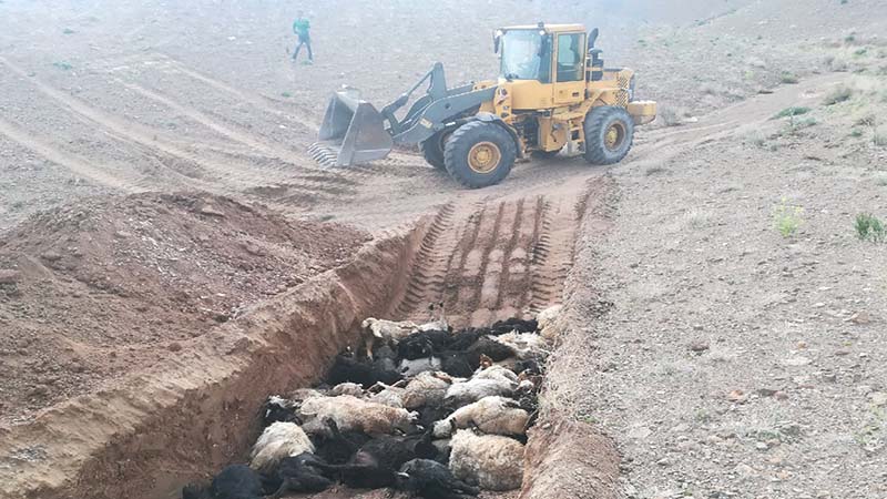 علت تلفات دامی و آبزیان حاشیه رودخانه سندگان فلارد لردگان در دست بررسی است 