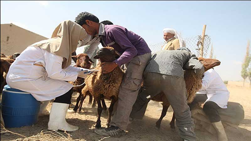 ابتلا به تب مالت در لرستان بیشتر از متوسط کشوری است