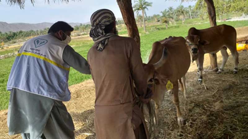 در سیستان و بلوچستان در حال انجام است: تلاش ستودنی و بدون چشم داشت کارکنان دامپزشکی استان در سایه سنگین کرونا و شرایط سخت کاری