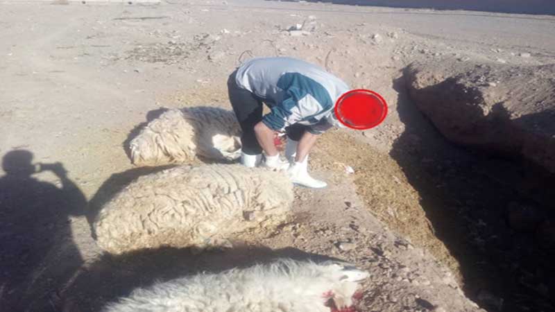 کشتار و معدوم سازی سه راس دام سبک مبتلا به بروسلوز