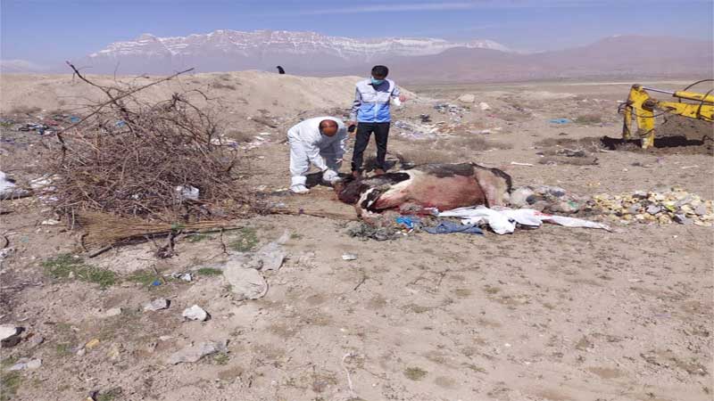 معدوم سازی یک راس گاو مشکوک به بیماری هاری در روستای ده صحرا از توابع شهرستان خانمیرزا