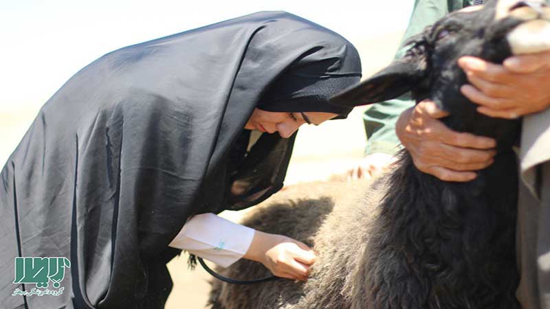 حضور ۸۰ جهادگر دامپزشک در رزمایش جهاد مقدس