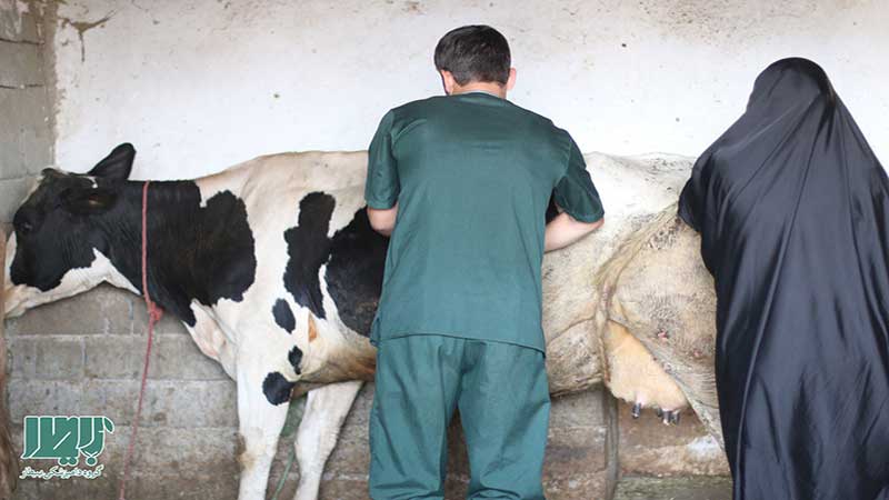 مسئول قرارگاه آبادانی سپاه نینوا خبر داد؛ تفاهم نامه سپاه و دامپزشکی برای خدمت رسانی به ۶۰ روستای گلستان