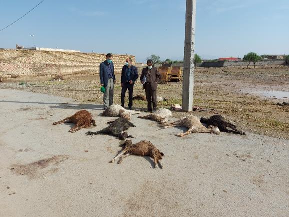 ۱۹ رأس گوسفند در 