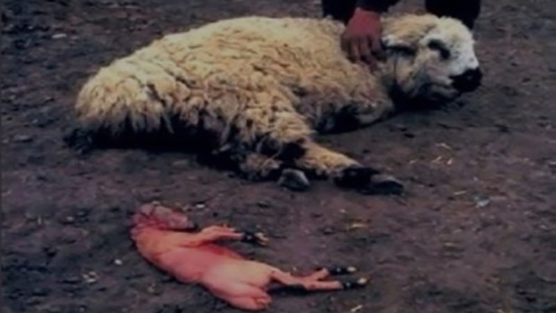 مشخص شدن علت سقط جنین شدید در گله دامدار درگزی توسط آزمایشگاه تخصصی دامپزشکی