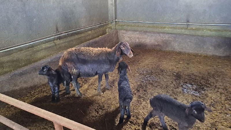 با تلاش‌های استادان گروه دامپزشکی دانشگاه سراب میش‌ها به سه‌قلوزایی رسیدند