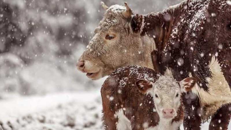 موج سرما و توصیه‌های سازمان دامپزشکی به دامداران و مرغداران