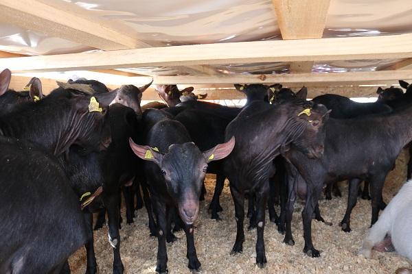 اقدام دامپزشکی خوزستان برای جلوگیری از اتلاف گاومیشهای حمیدیه