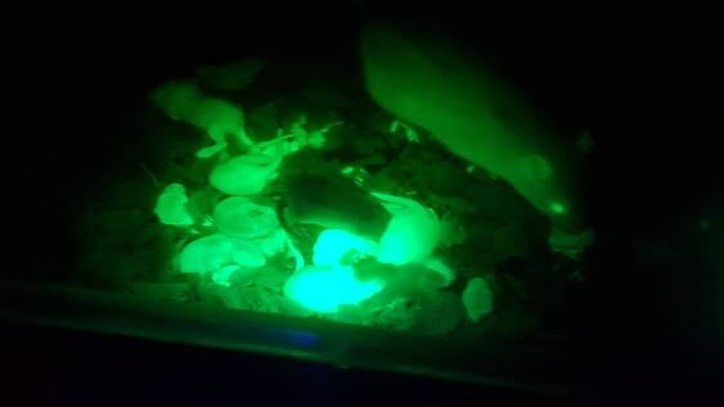 امکان ردیابی دقیق تغییرات سلولی با تولید موفقیت آمیز «رت فلورسنت» در موسسه رازی