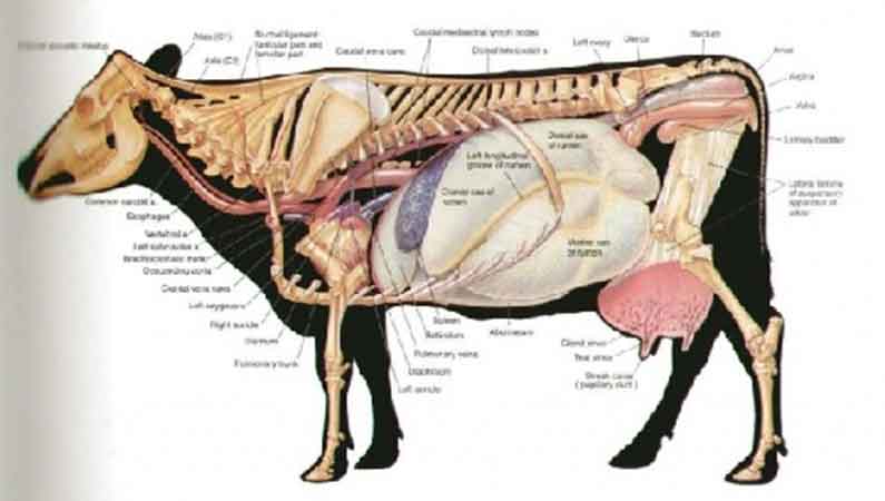 آموزش آناتومی دامپزشکی در آپارات