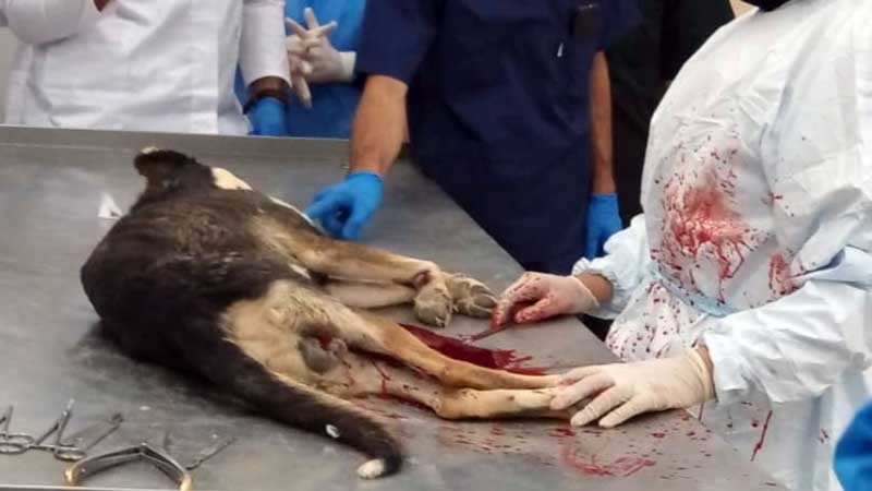 قلب و ریه سگ شوشتر هنگام بریدن رگ فعال بود؛ برای یک دامپزشک، صرفا یک مدرک دامپزشکی کافی نیست/ پایبند بودن به سوگندنامه دامپزشکی از اصول کار یک دامپزشک است