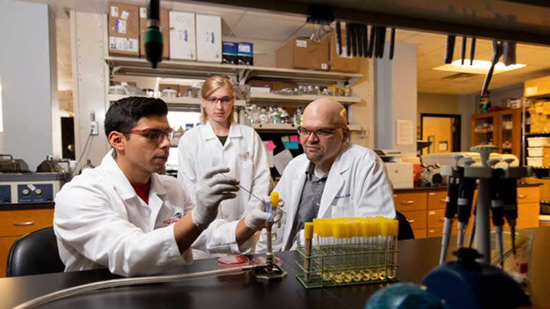 محققان کالج دامپزشکی نقش کلیدی مولکول کاردیولیپین را در رساندن این مولکول­‌های سمی به سطح غشاء را شناسایی کردند