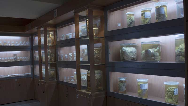 پیوستن موزه انگل‌شناسی دانشکده دامپزشکی دانشگاه تهران به جمع موزه‌های دانشگاهی جهان