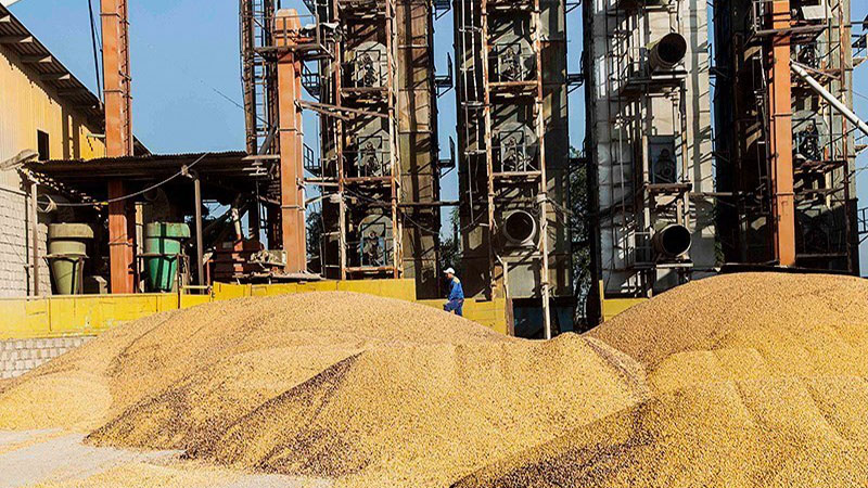 افزایش 3 دلاری ذرت /3 دلیل گرانی قیمت جهانی خوراک دام 