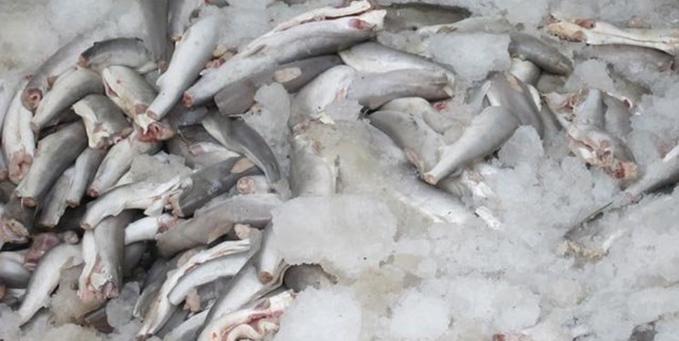 توقیف محموله غیر مجاز آبزیان در بوشهر 