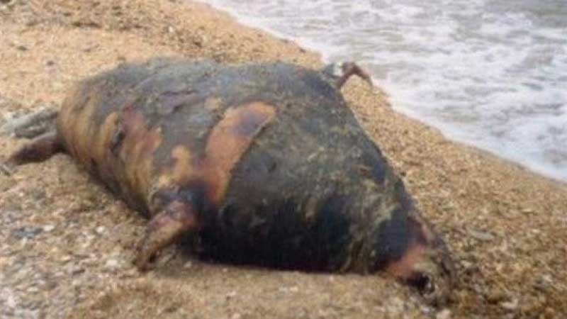 کشف لاشه ۱۷۰ فوک خزری در سواحل روسیه!