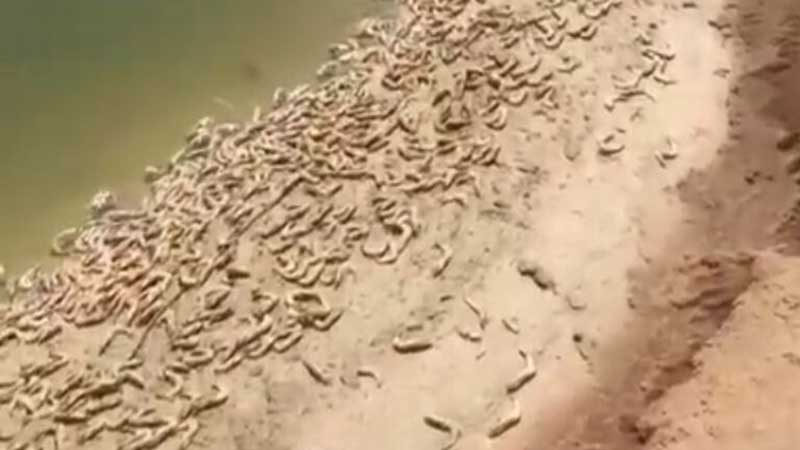 فرماندارگناوه: بیماری لکه‌سفید درسایت‌های پرورش میگو ریشه کن شود