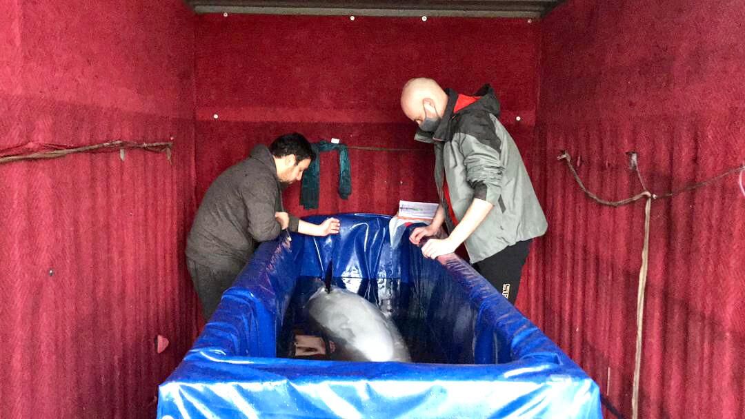 دسترسی به آب شور مهمترین مساله در نگه داری از دلفین‌ها است