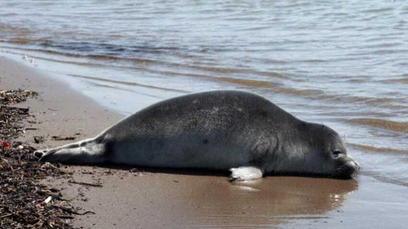 مدیرکل دفتر حفاظت سازمان محیط زیست: تیم های رصد و پایش دلایل تلفات غیرعادی فک های خزری فعال شد