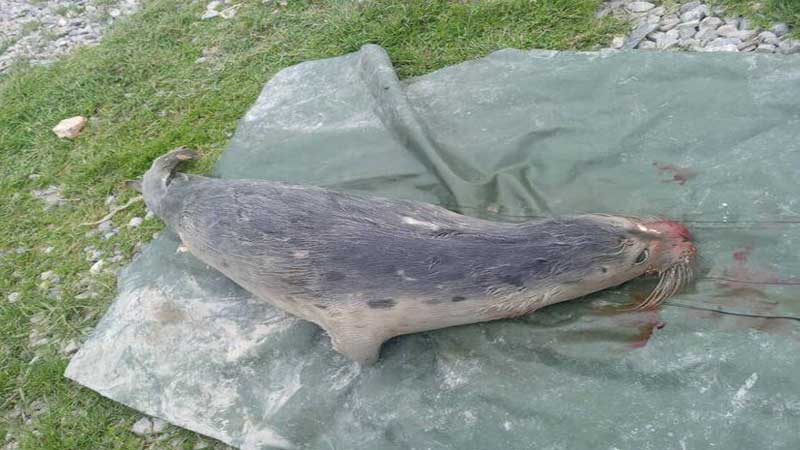 لاشه یک قلاده فک خزری در تالاب گمیشان پیدا شد