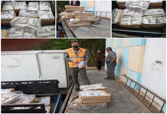 ضبط ومعدوم سازی یک تن ماهی منجمد غیر قابل مصرف در شاهرود