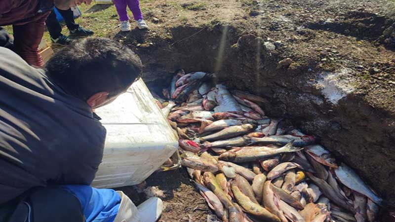 کشف، ضبط و معدوم سازی 353 کیلو گرم ماهی خوراکی غیر قابل مصرف در بانه