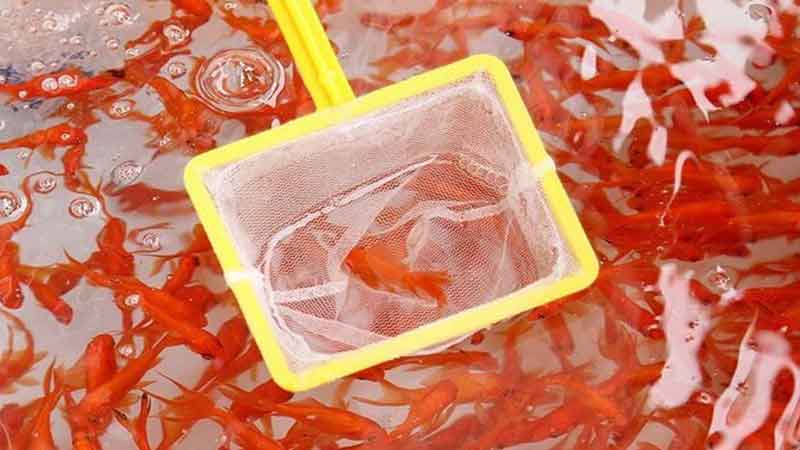 حضور مار و سمندر در سفره هفت سین