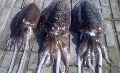 ماجرای تبلیغ سرو «لابستر» در یکی از رستوران‌های ملایر