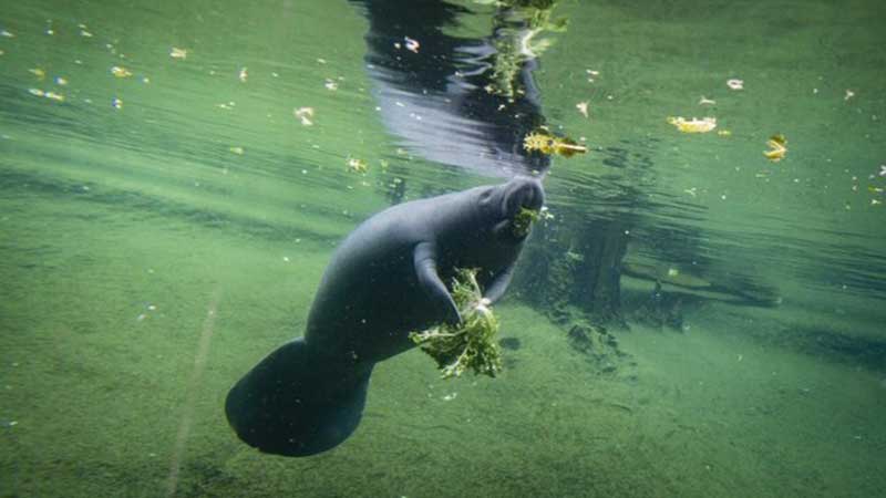 عوامل تلف شدن گاوهای دریایی در سواحل فلوریدا