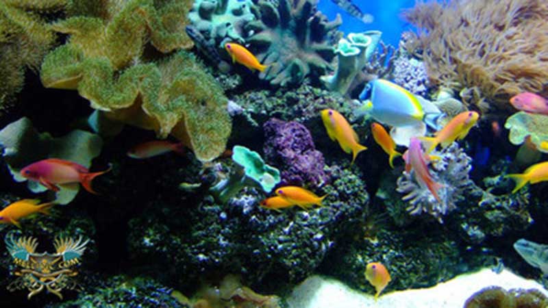 نخستین واحد صنعتی خوراک ماهیان زینتی کشور در قزوین راه‌اندازی می‌شود