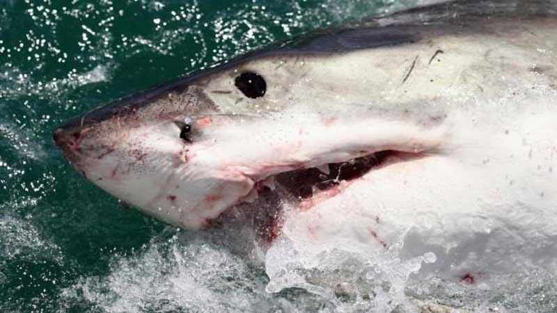 کوسه‌های در حال انقراض غذای سگ و گربه شدند! 