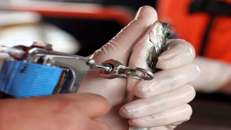 شروع به کار بخش آبزیان در کلینیک دانشکده دامپزشکی دانشگاه رازی کرمانشاه