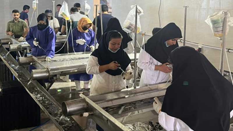 برای اولین بار در کشور انجام شد: راه اندازی اولین لاین واکسیناسیون تزریقی فراگیر در بچه ماهی های پرورشی در شهرستان تنگستان