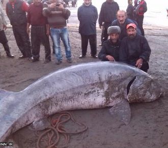 علیرضا کیهان پور ماهیان خاویاری