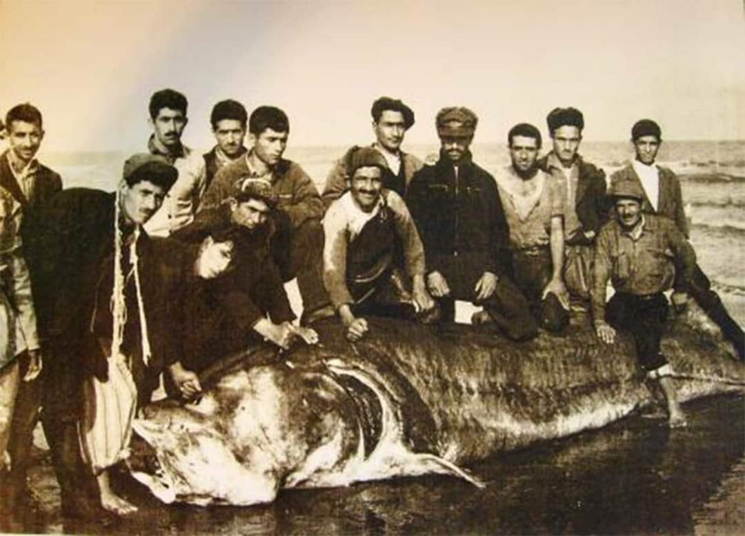 علیرضا کیهان پور ماهیان خاویاری