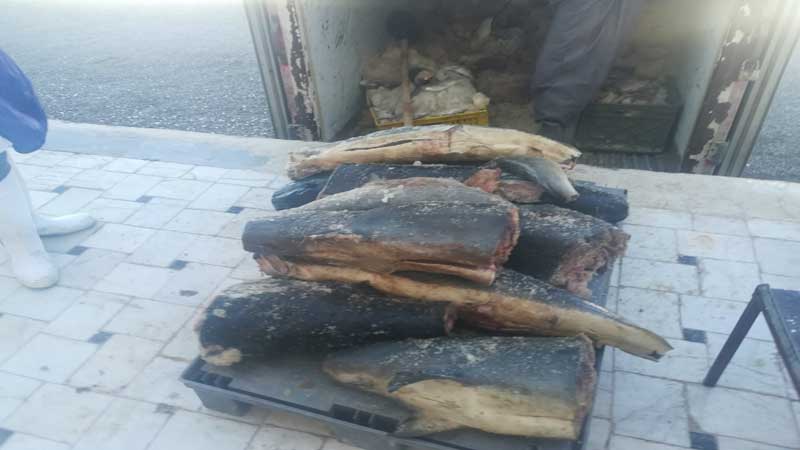 کشف 282کیلوگرم گوشت کوسه از یک محموله غیر مجاز ماهی در بیرجند