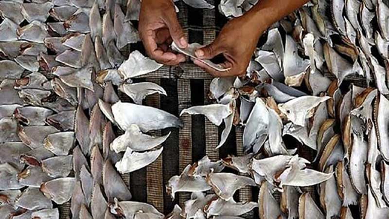 باله هزاران کوسه داخل کاسه‌های سوپ/ماجرای شبکه قاچاق کوسه در چابهار چه بود؟