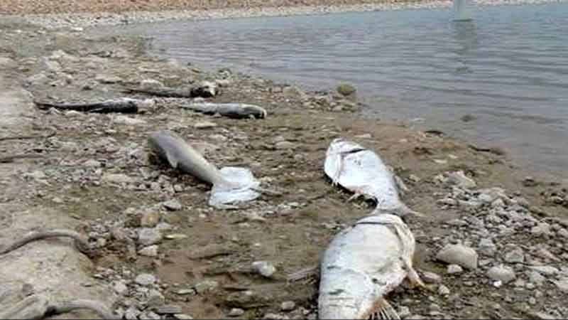 علت تلف شدن ماهیان در ساحل عسلویه نشت مواد نفتی به دریا است