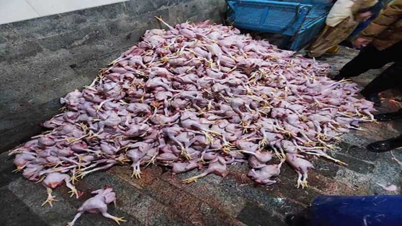 تشخیص به موقع بیش از 2300 کیلو گرم مرغ عفونی در کشتارگاه مریوان