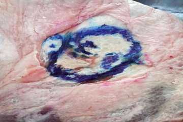 جعل مهر دامپزشکی سبزوار