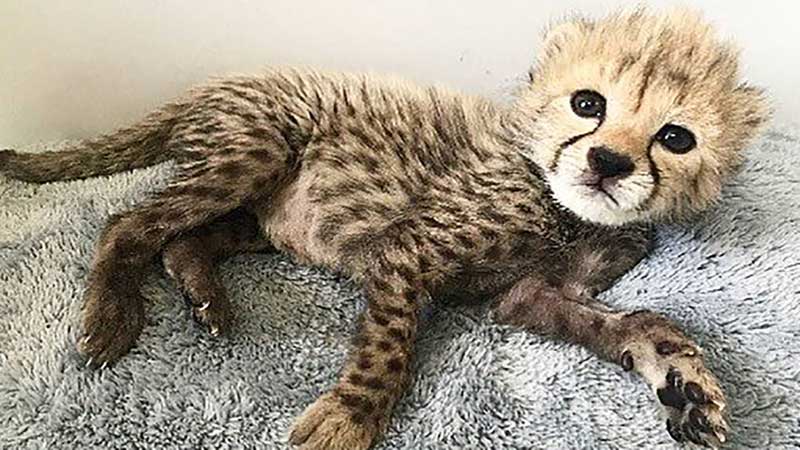 «پیروز»، توله یوز توران دزدیده نشده است